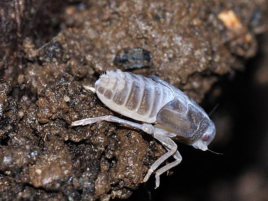 Ninfa di Cixiidae dall''Abruzzo